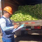 IPSA fortalece vigilancia fitosanitaria en cultivos de plátano en Rivas