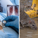 Menos enfermos de Neumonía y Leptospirosis