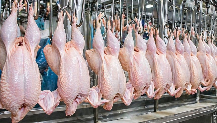 Nicaragua reporta más de 104 millones de libras de carne de pollo en marzo 2026