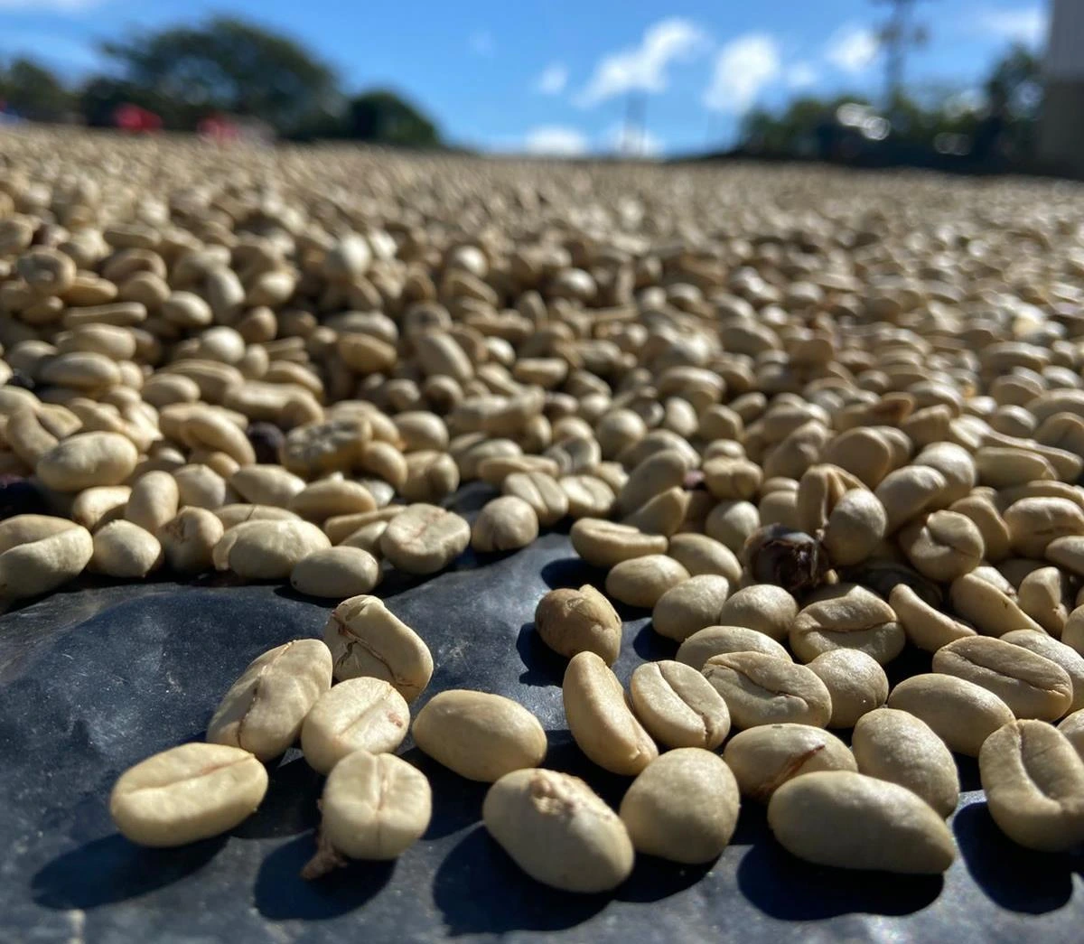Café nicaragüense consolida su fuerza exportadora con 4.3 millones de quintales acopiados