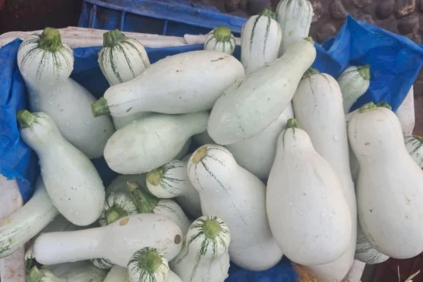 Más de 75 mil unidades de pipián abastecerán mercados nacionales en abril