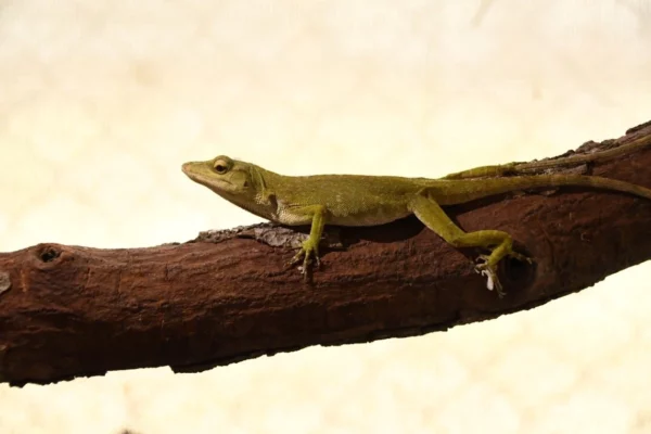 Exportaciones sostenibles de fauna