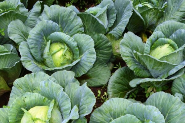 Producción de repollo en Abril 2026