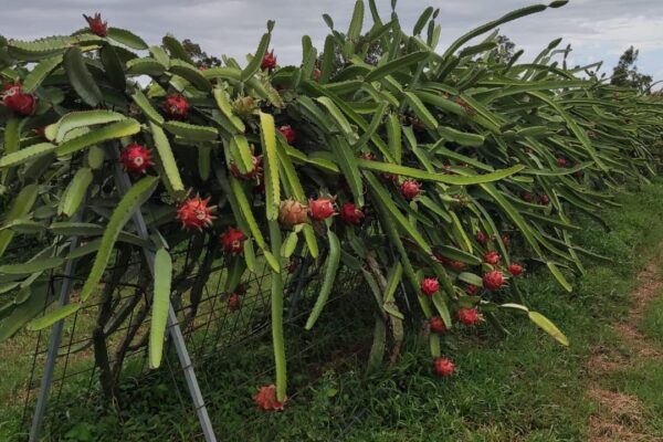 Vigilancia fitosanitaria asegura pitahaya de calidad para mercados internacionales