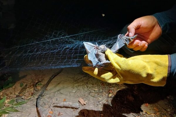 Especialistas destacan rol ecológico de murciélagos en reservas naturales de Nicaragua