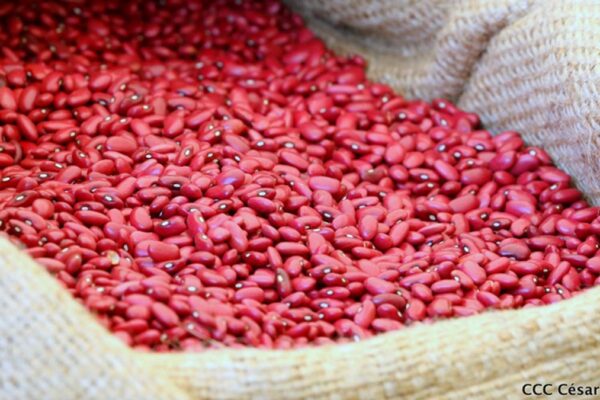 Nicaragua asegura 1.4 millones de quintales de frijol rojo de apante