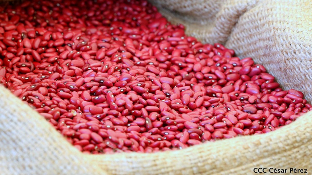 Nicaragua asegura 1.4 millones de quintales de frijol rojo de apante