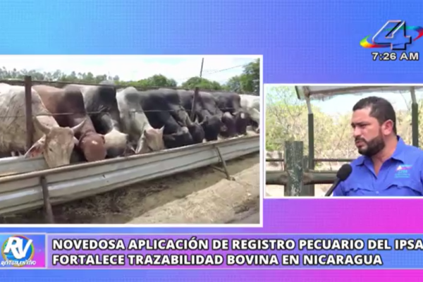 Nicaragua fortalece la ganadería con nueva herramienta digital para la trazabilidad bovina