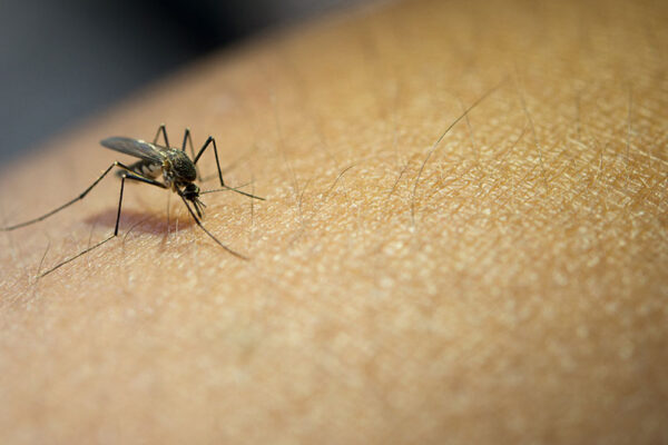 Nicaragua reporta disminución de casos de malaria e influenza en la última semana