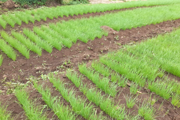 Arroz fortalece la seguridad alimentaria en Nicaragua