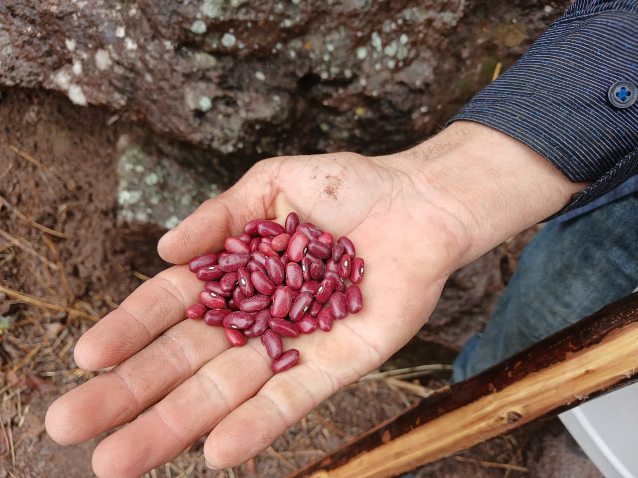 Producción de frijol rojo inicia con expectativas favorables para el ciclo agrícola 2026/2027