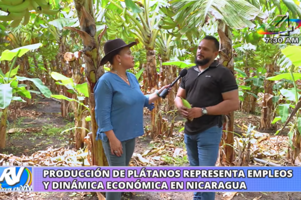 Producción de plátano en Rivas fortalece exportaciones y genera empleo para cientos de familias