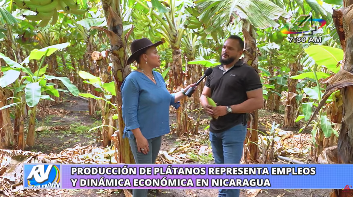 Producción de plátano en Rivas fortalece exportaciones y genera empleo para cientos de familias