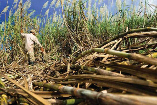 Nicaragua Cierra Zafra Azucarera con 15.9 Millones de Quintales