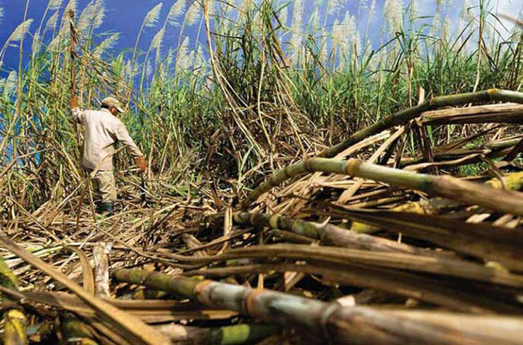 Nicaragua Cierra Zafra Azucarera con 15.9 Millones de Quintales