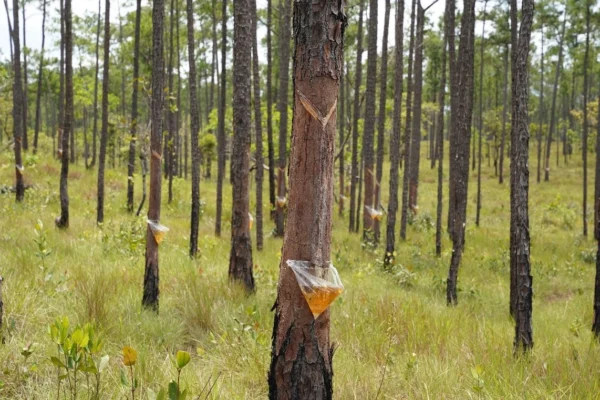MARENA informa avances en permisos y exportaciones del sector forestal durante primer semestre 2026
