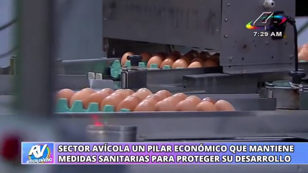 Producción avícola en Nicaragua fortalece la seguridad alimentaria y mantiene vigilancia ante la gripe aviar