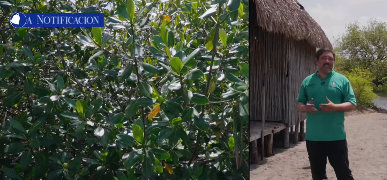 Conservación de los manglares en Nicaragua fortalece la protección ambiental y la lucha contra el cambio climático