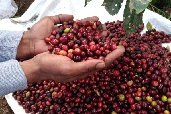 Nicaragua presentará Plan de Protección y Seguridad de la Cosecha Cafetalera 2026-2027