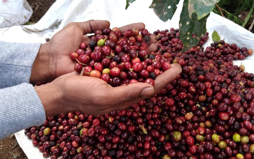 Nicaragua presentará Plan de Protección y Seguridad de la Cosecha Cafetalera 2026-2027