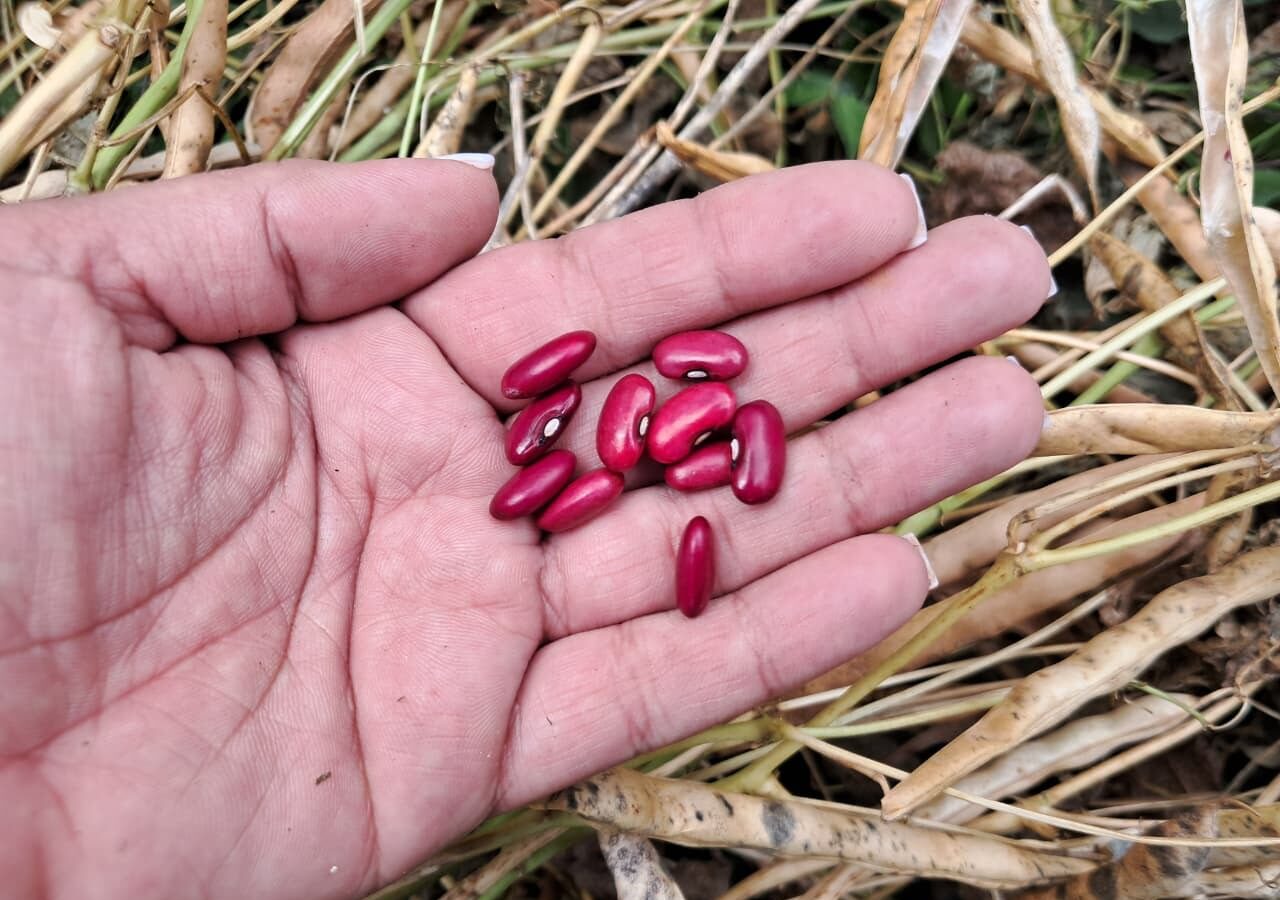 Avanza cosecha de frijol rojo en Nicaragua