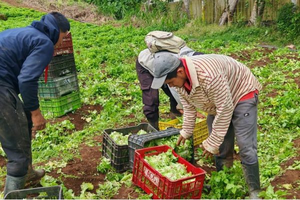 Producción de lechuga, septiembre 2026