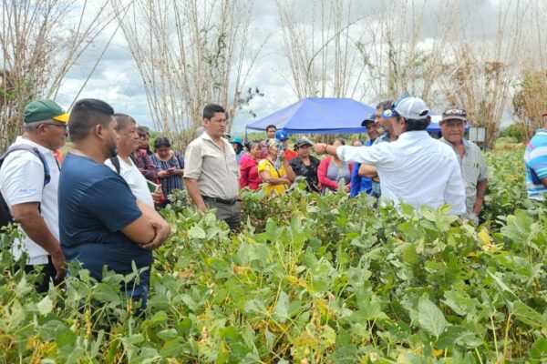 Nicaragua impulsa la productividad de soya con nuevas variedades mejoradas