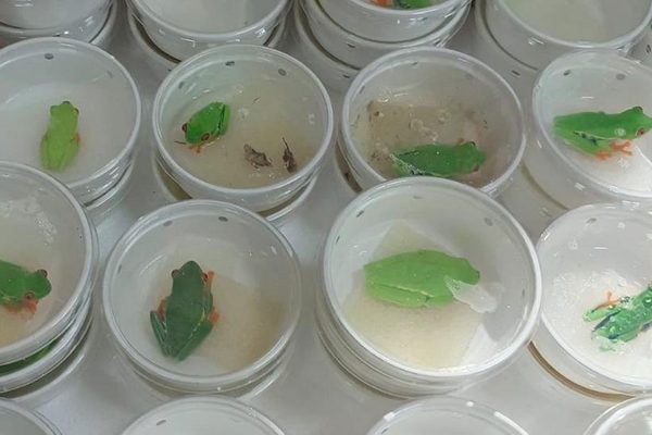 Nicaragua exporta fauna silvestre bajo normas de conservación y comercio internacional