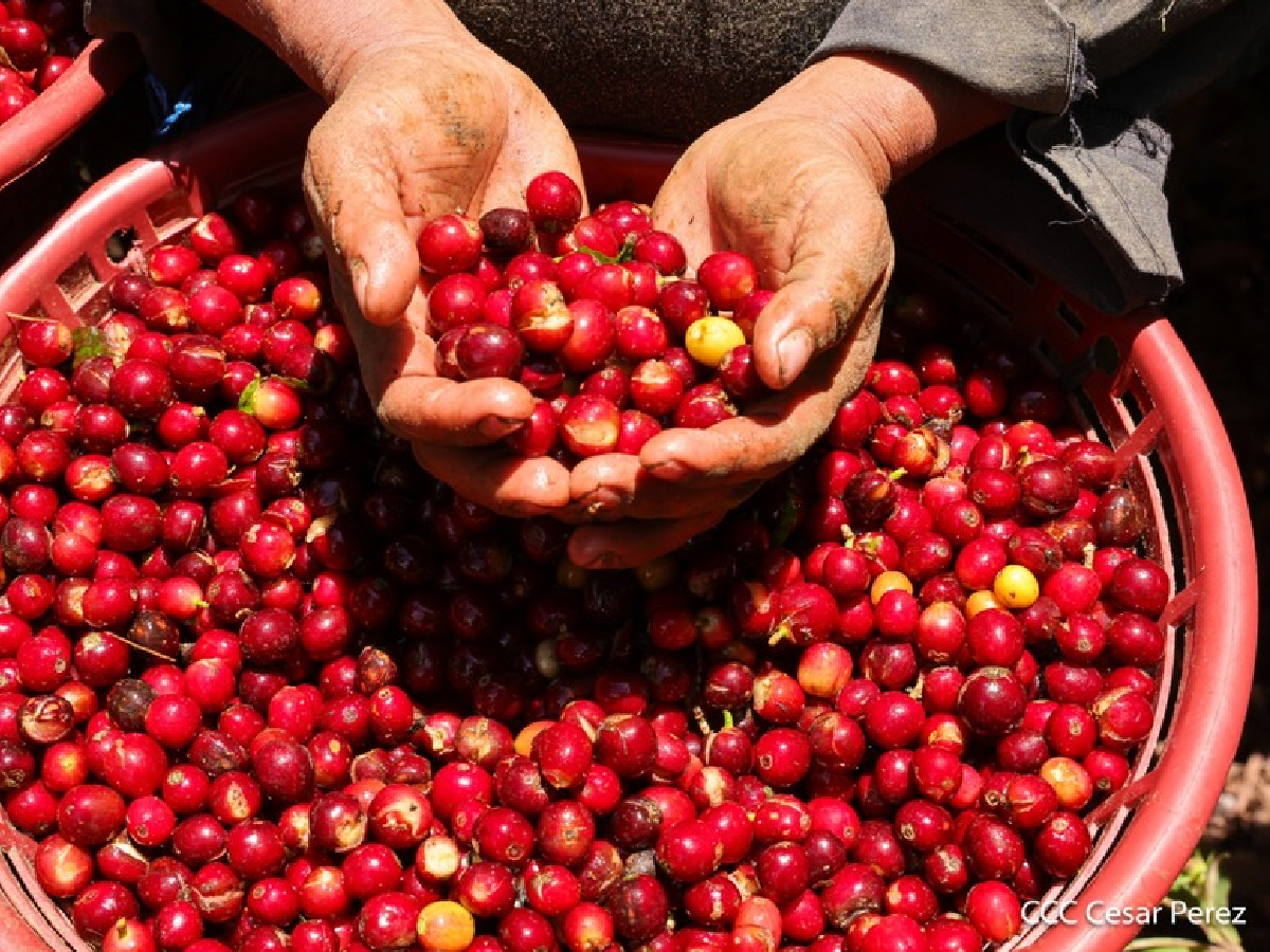 Nicaragua inicia Plan de Protección y Seguridad para la cosecha cafetalera 2026-2027