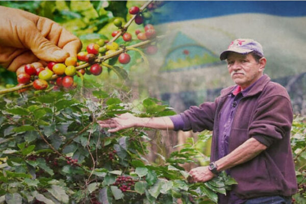 Nicaragua lanzará Plan de Seguridad de la Cosecha Cafetalera 2026-2027