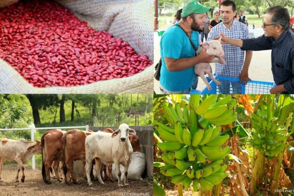Nicaragua destaca el trabajo de productores para garantizar alimentos y exportaciones
