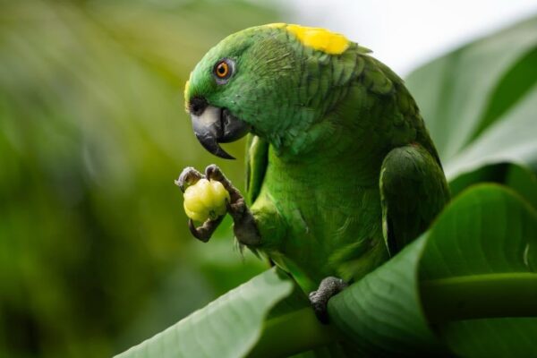 Isla de Ometepe fortalece la conservación de la lora nuca amarilla en Nicaragua