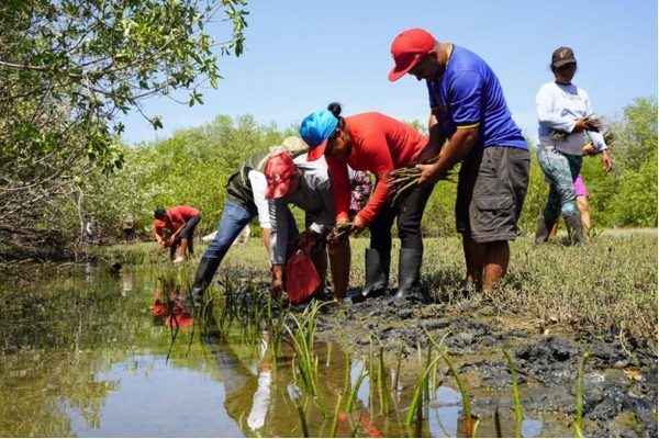 MARENA impulsa la restauración de manglares con la siembra de 176,150 propágulos de mangle rojo en Nicaragua