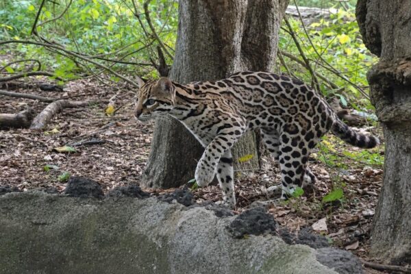 Liberan tigrillo ocelote en el Parque Nacional Volcán Masaya